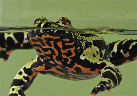 Fire Toad betsul