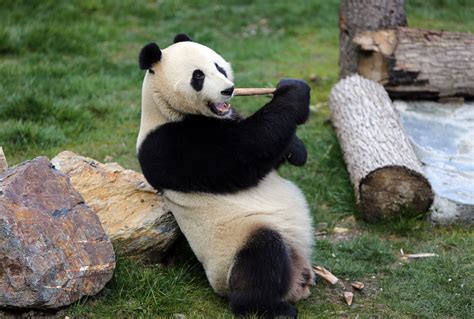 Giant Panda brabet