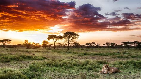 Serengeti Bodog