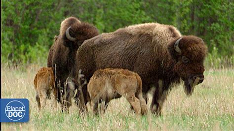 Wild Wood Buffalo Novibet